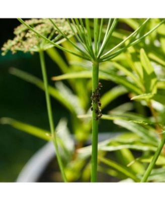 Terra Kids Magnifying Glass - Sturdy Explorer Tool with 2 Lenses + Built-In Mini Scope for Nature Discovery