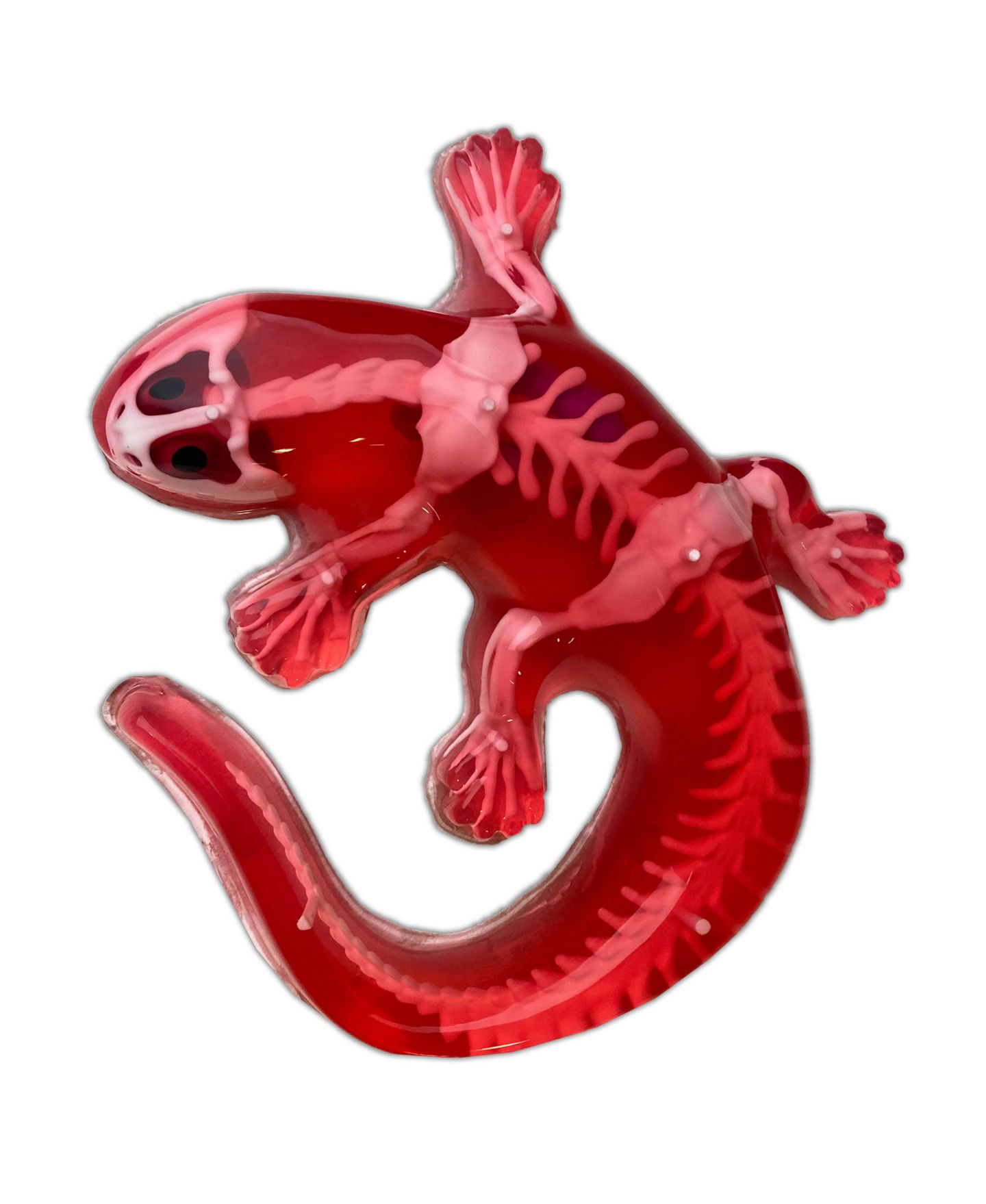 Детская игрушка Dissect-It Salamander Anatomy Lab Toy, Ages 6+ — фото 5