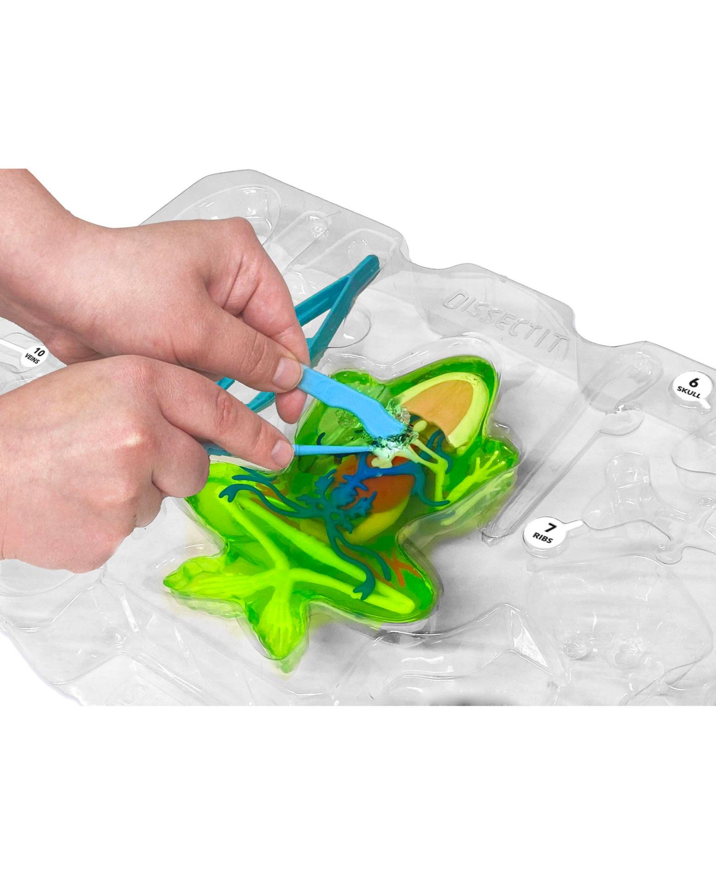Детские игрушки Dissect-It Deluxe Super Frog Lab Realistic Dissection Science Kit, Ages 6+ — фото 8