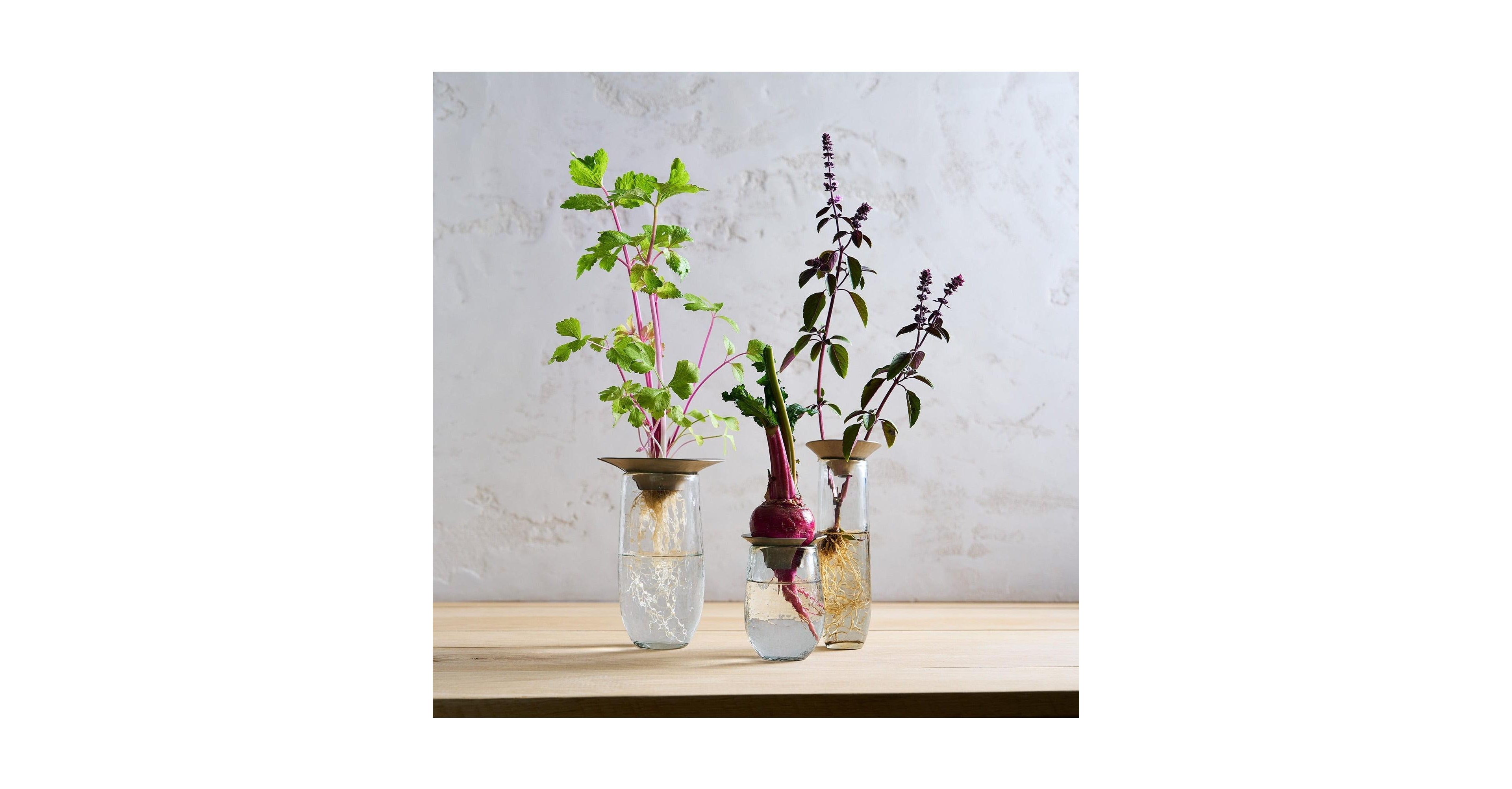 The Collective, Floral Propogate Assorted