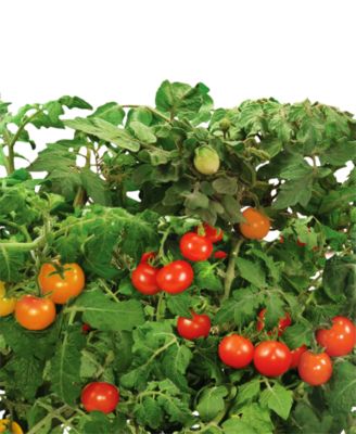 AeroGarden  Heirloom Cherry Tomato 6-Pod Refill Kit