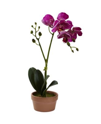 4-Pc. Phalaenopsis Orchid Set with Clay Vases