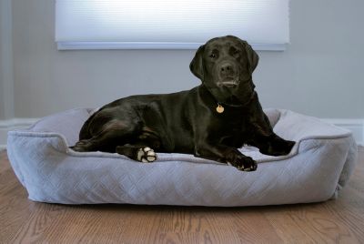 macys dog bed