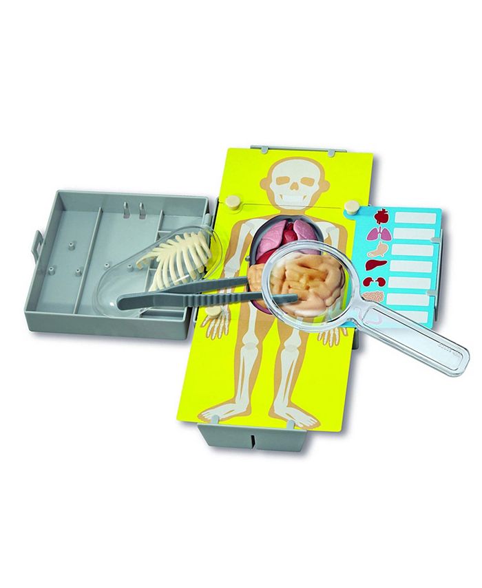 Kidz labs human discount organs