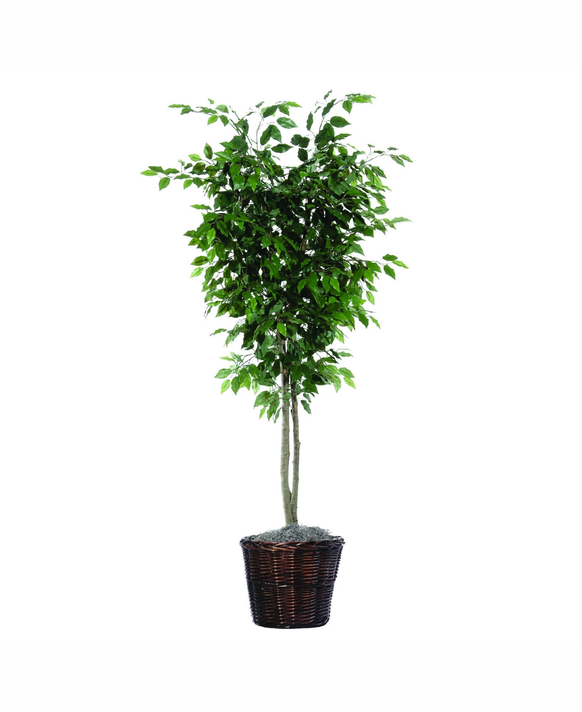 6' Artificial Ficus Deluxe, Made With Natural Hardwood Trunks