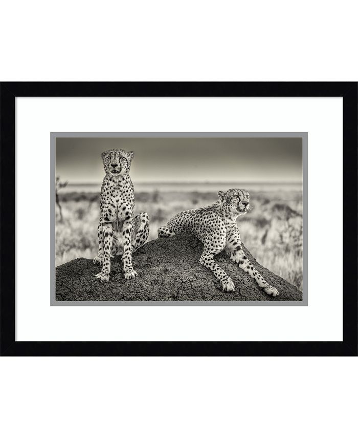 Amanti Art Two Cheetahs Watching Out Framed Art Print & Reviews - All ...