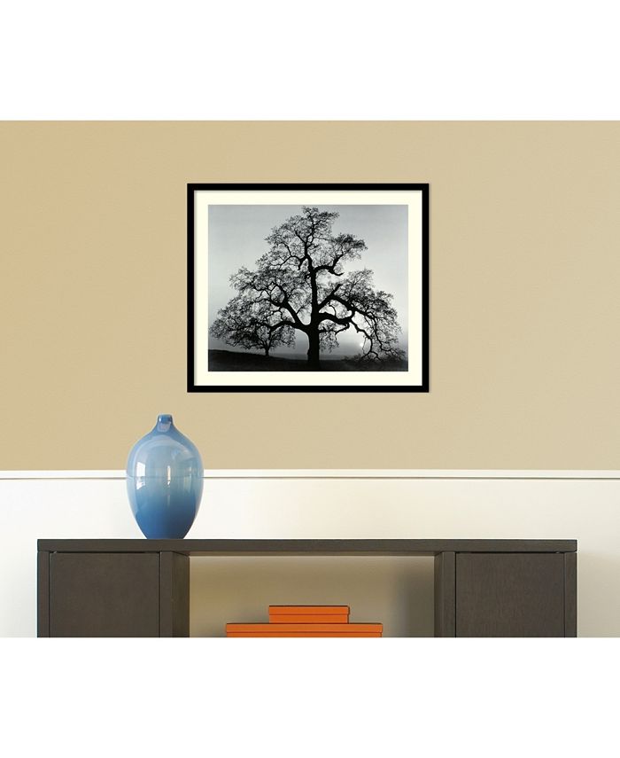 Amanti Art - Oak Tree, Sunset City, California, 1962 29x25 Framed Art Print