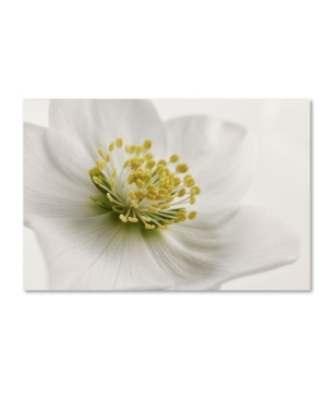 Trademark Global Cora Niele 'white Helleborus' Canvas Art In Multi