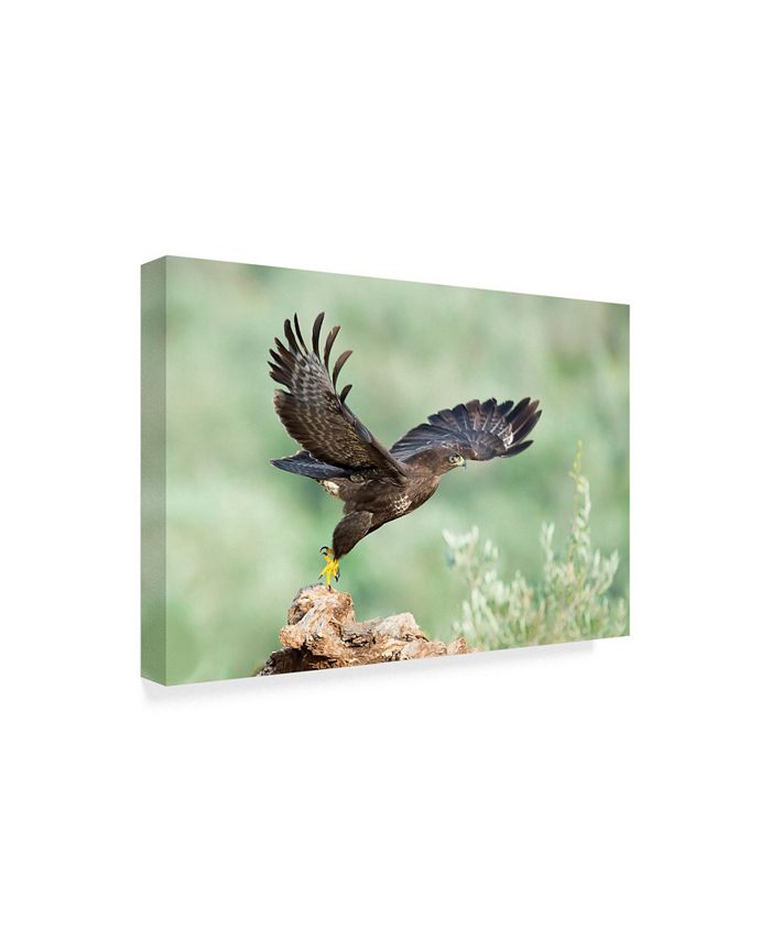 Trademark Global E Amer 'A Hawk' Canvas Art - 24