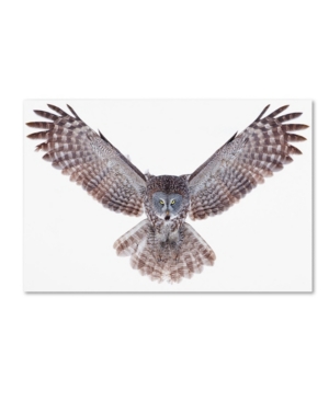 Trademark Global Jim Cumming 'great Grey Owl' Canvas Art In Multi