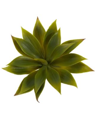 Mini Agave Succulent Plant, Set of 12