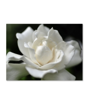 Trademark Global Kurt Shaffer 'lovely Gardenia' Canvas Art In Multi