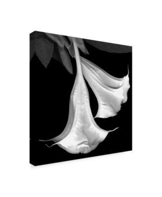 Susan S. Barmon 'Trumpet Flower Black And White' Canvas Art - 24" x 24"