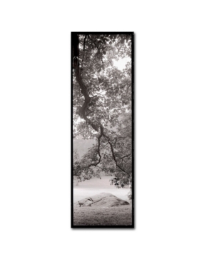Trademark Global Alan Blaustein 'hampton Field Tree I' Canvas Art In Multi