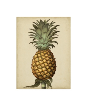Trademark Global George Brookshaw Brookshaw Antique Pineapple I Canvas Art In Multi