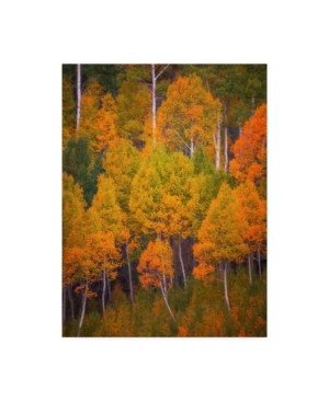Trademark Global Darren White Photography Autumn Trees Photograph Canvas Art In Multi