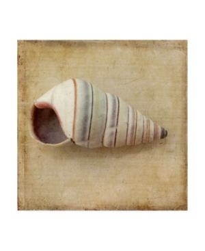 Trademark Global Judy Stalus Sepia Shell Iv Canvas Art In Multi