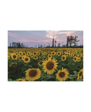 Trademark Global Kurt Shaffer Sunflowers Of Hope Canvas Art In Multi