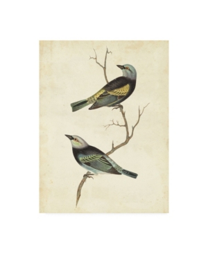 Cassin Blue Headed Tanager Canvas Art - 20