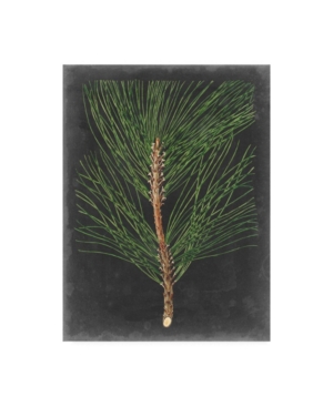 Trademark Global Vision Studio Dramatic Pine I Canvas Art In Multi