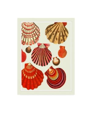 Trademark Global Fab Funky Red And Cream Clam Shells Canvas Art In Multi