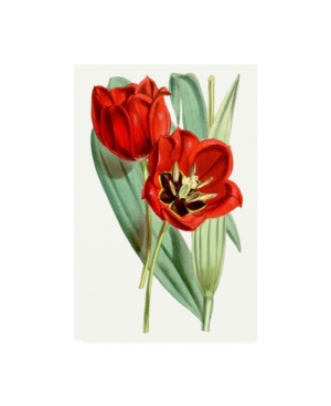 Trademark Global Curtis Curtis Tulips V Canvas Art In Multi