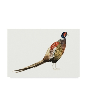 Trademark Global Grace Popp Watercolor Pheasant I Canvas Art In Multi
