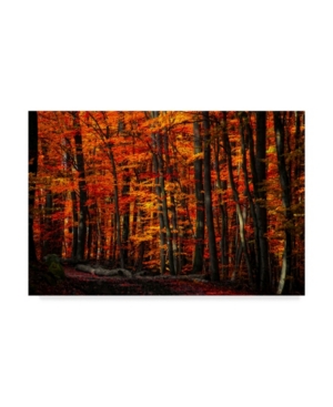 Trademark Global Philippe Sainte-laudy Forest Density Canvas Art In Multi