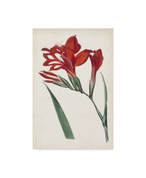 Curtis Curtis Garden Beauties Vi Canvas Art - 20
