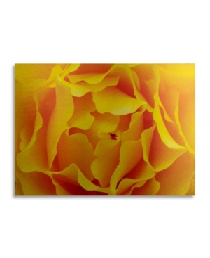Trademark Global Kurt Shaffer Hypnotic Yellow Rose By Kurt Shaffer Floating Brushed Aluminum Art In Multi