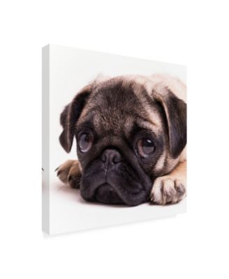 Edward M. Fieldin Sad Sack Pug Canvas Art - 19.5" x 26"