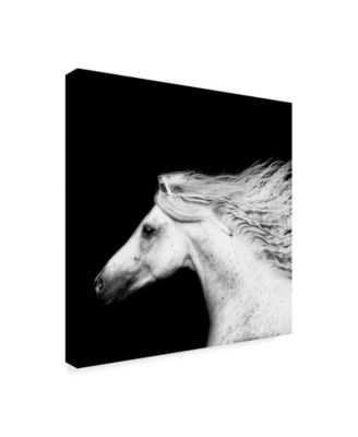 PH Burchett Black and White Horses V Canvas Art - 20" x 25"