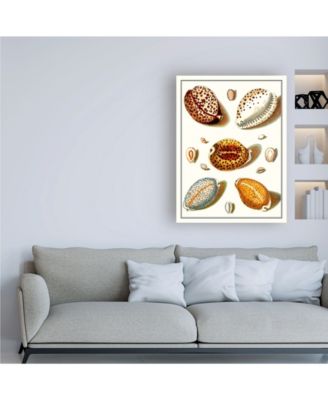 Trademark Global Vision Studio Collected Shells III Canvas Art - 15.5" x 21"