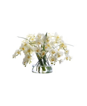 Winward Silks Permanent Botanicals Phalaenopsis In Glass In White