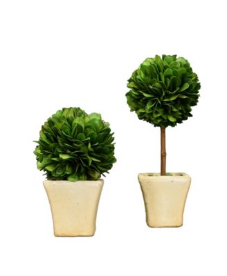 Mills Floral Preserved Boxwood Mini Ball Topiaries - Set Of 2 Piece ...