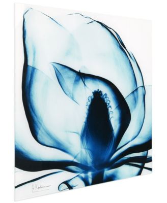 Blue Magnolia x-ray Frameless Free Floating Tempered Glass Panel Graphic Wall Art, 24" x 24" x 0.2"