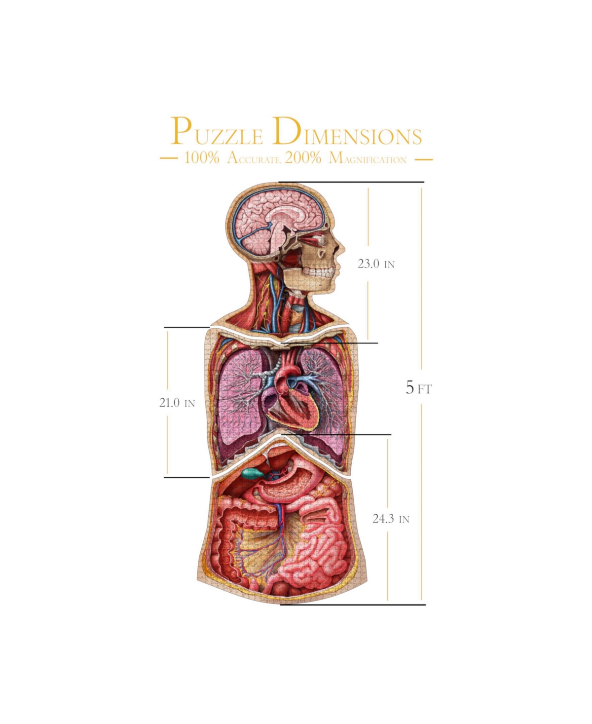 Shop Masterpieces Puzzles Genius Games Dr. Livingston's Human Anatomy Jigsaw Puzzles In Multi