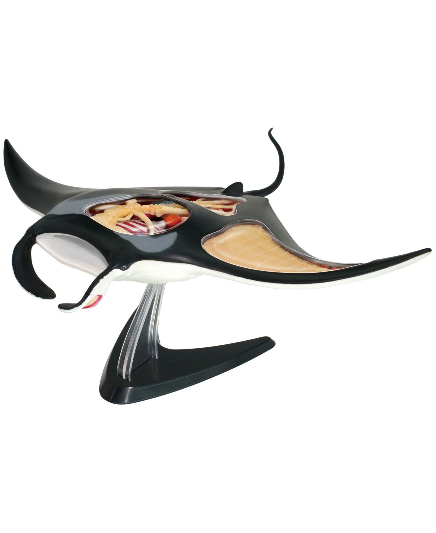 Детские игрушки Areyougame 4D Vision Manta Ray 29-Piece Anatomy Model, Ages 8+ — фото 2