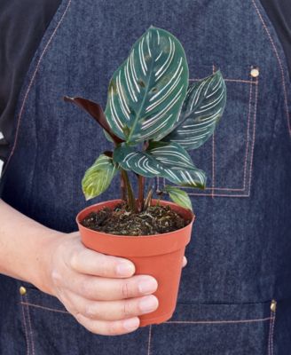 Calathea 'Ornata' Live Plant, 4" Pot