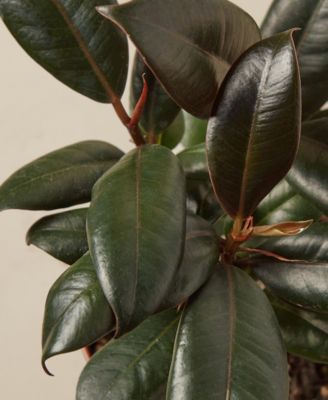 Ficus Elastica 'Burgundy' Live Plant, 4" Pot