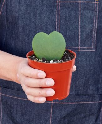 Hoya Sweetheart Live Plant, 4" Pot