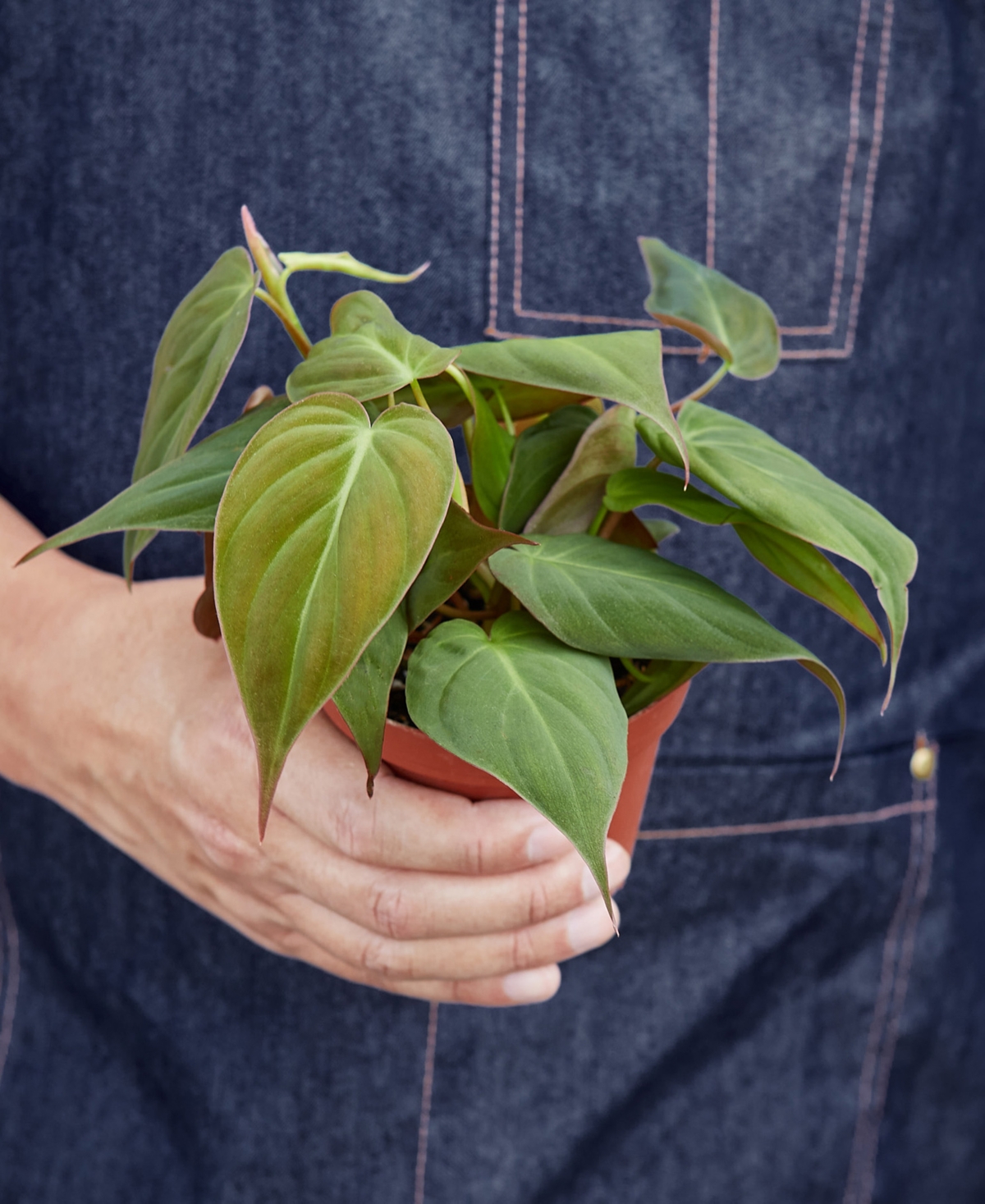 House Plant Shop Philodendron 'velvet' Live Plant, 4" Pot In No Color