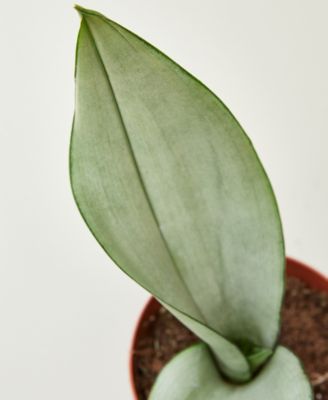 Snake Plant Moonshine Live Plant, 4" Pot