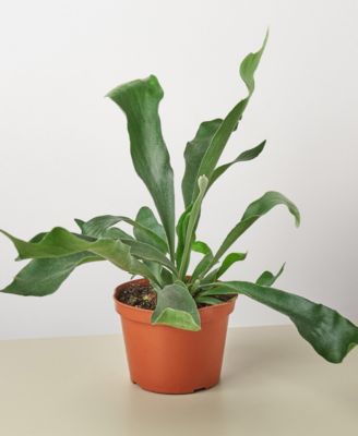 House Plant Shop
