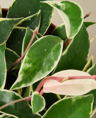 Tricolor Hoya Carnosa Wax Flower Live Plant, 6" Pot