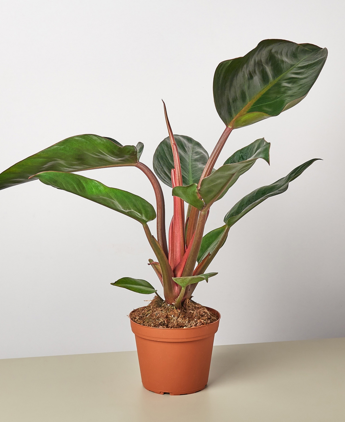 Philodendron 'Congo Rojo' Live Plant, 6" Pot