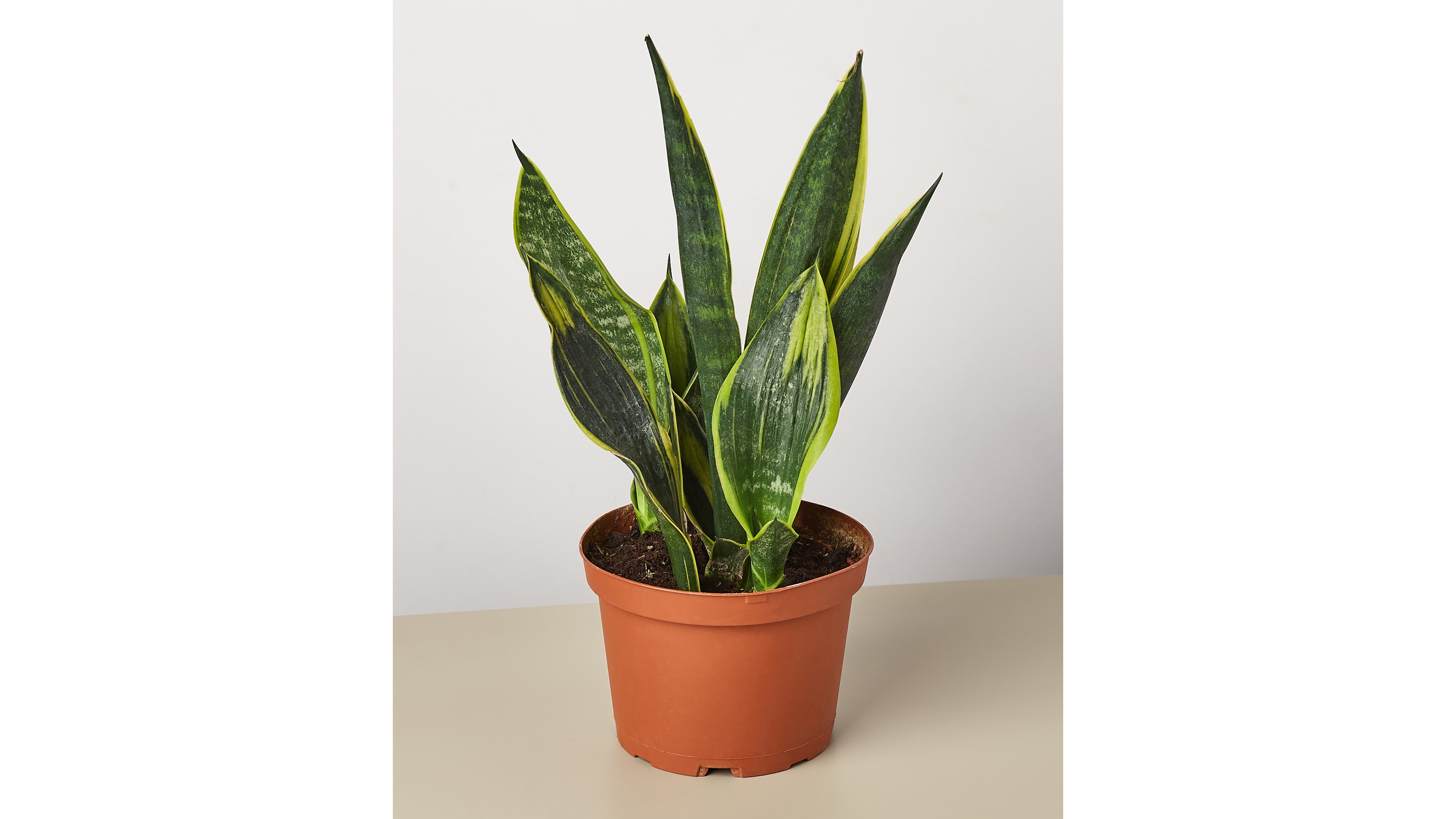 Snake 'Gold Flame' Live Plant, 6" Pot