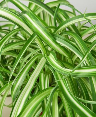Spider Plant 'Bonnie' Live Plant, 6" Pot
