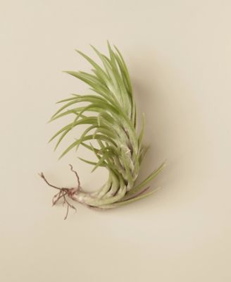 House Plant Shop
