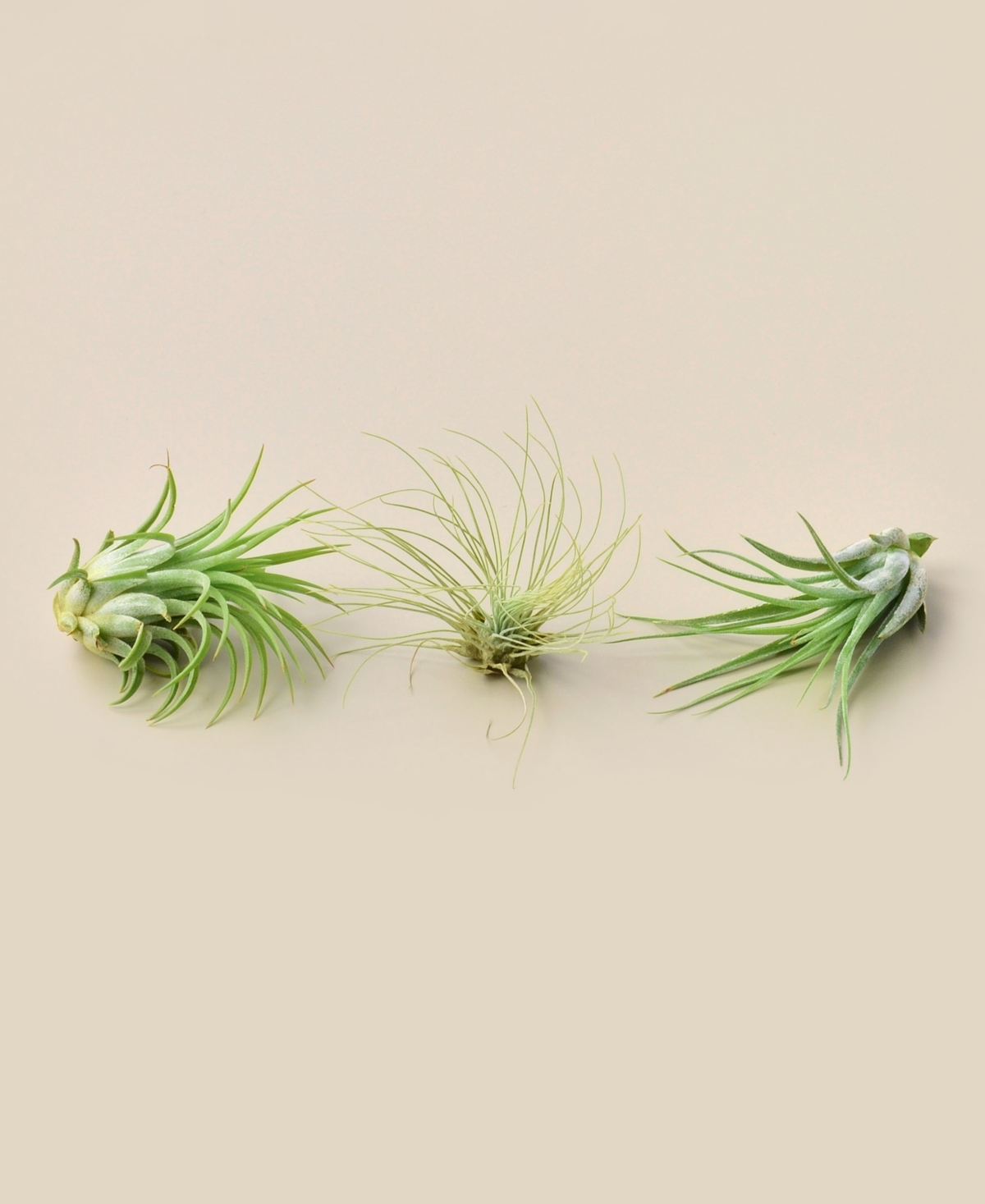 Live Air Plants, Pack of 3